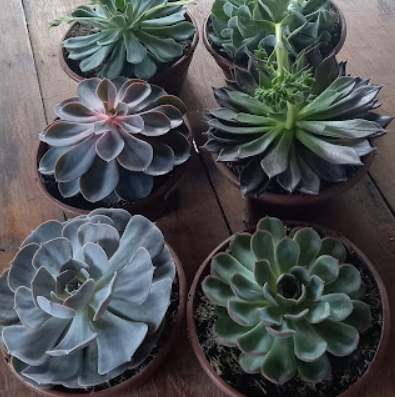 Floricultura FLOR ART NANUQUE MG - Foto 1