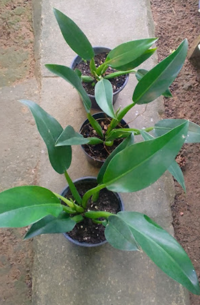 Floricultura FLOR ART NANUQUE MG - Foto 4